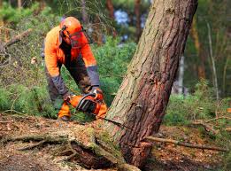 Reliable Lambertville, NJ Tree Services Solutions